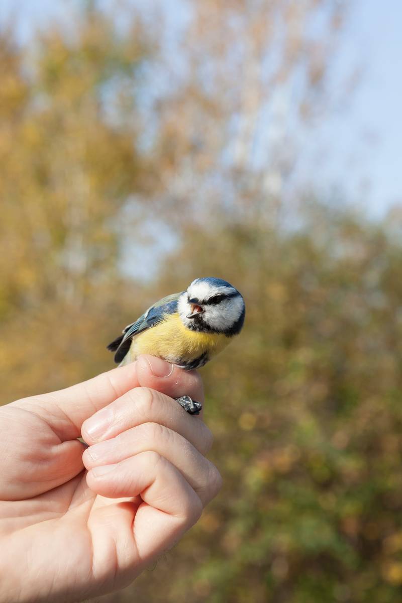 No alt was provided yet.