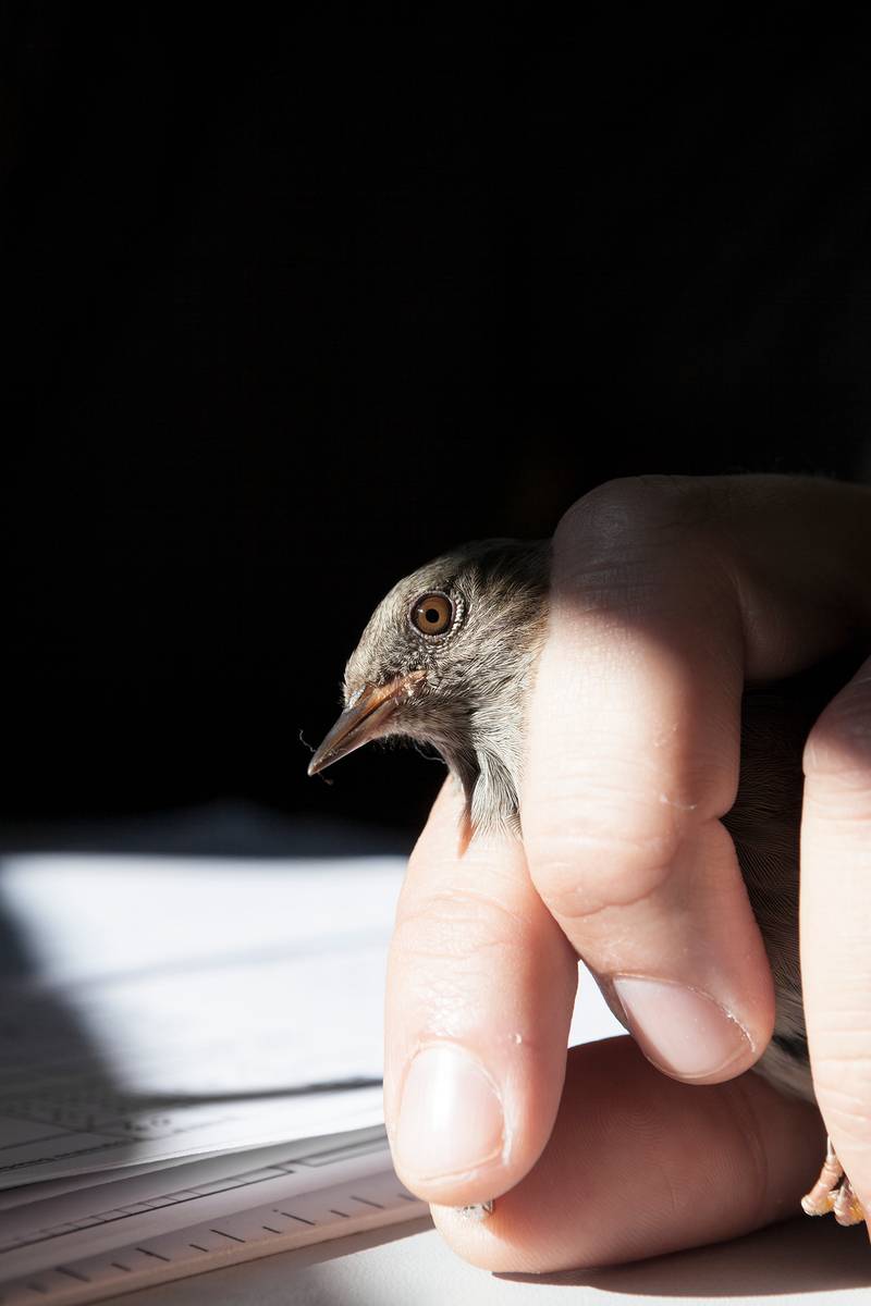 No alt was provided yet.