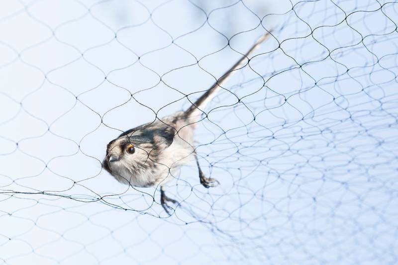 No alt was provided yet.