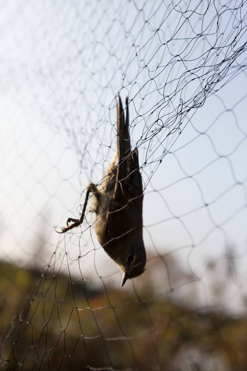 No alt was provided yet.