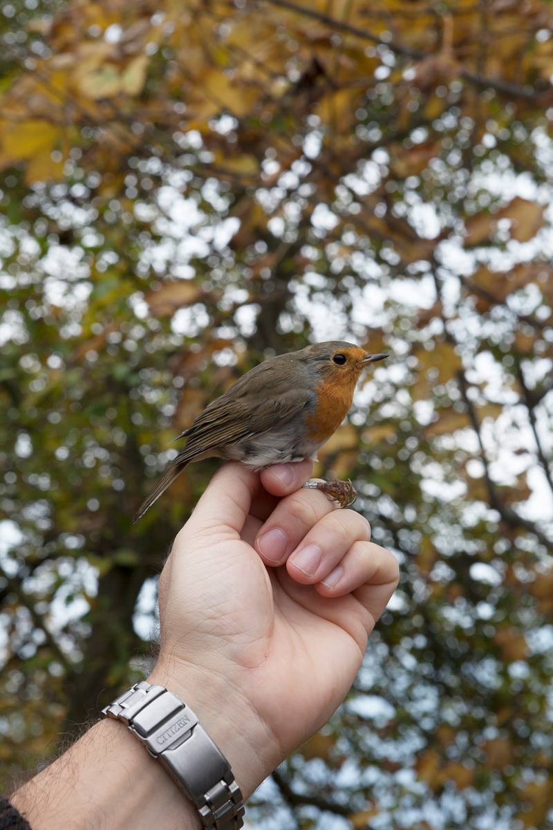 No alt was provided yet.