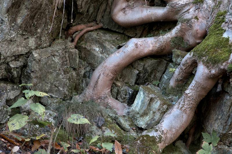 No alt was provided yet.